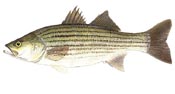 picture of striped bass